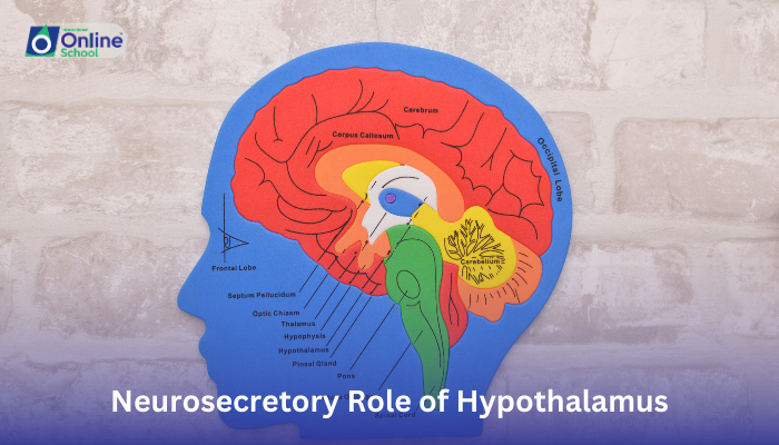 Lesson 08: Neurosecretory Role of Hypothalamus